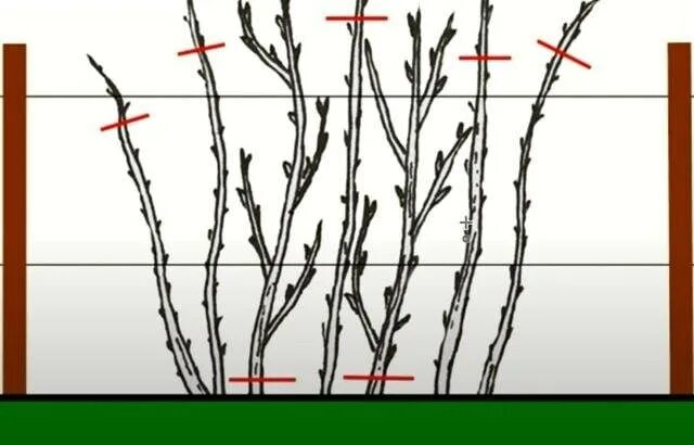 В каком месяце обрезают малину. Обрезка малины схема. Схема обрезки малины осенью. Подвязка малины. Подвязка смородины.