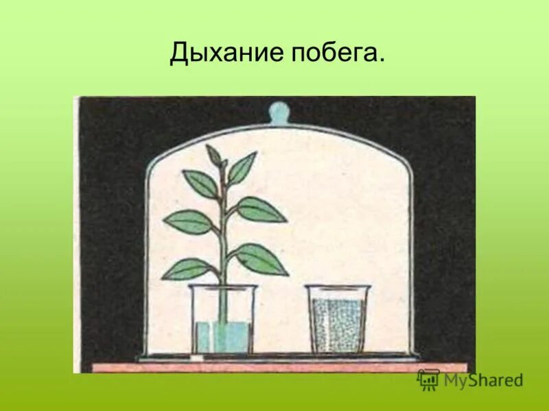 На рисунке изображен опыт доказывающий фотосинтез. Дыхание листа опыт. опыт дыхание растений. опыты по дыханию растений. эксперимент что растение дышит.