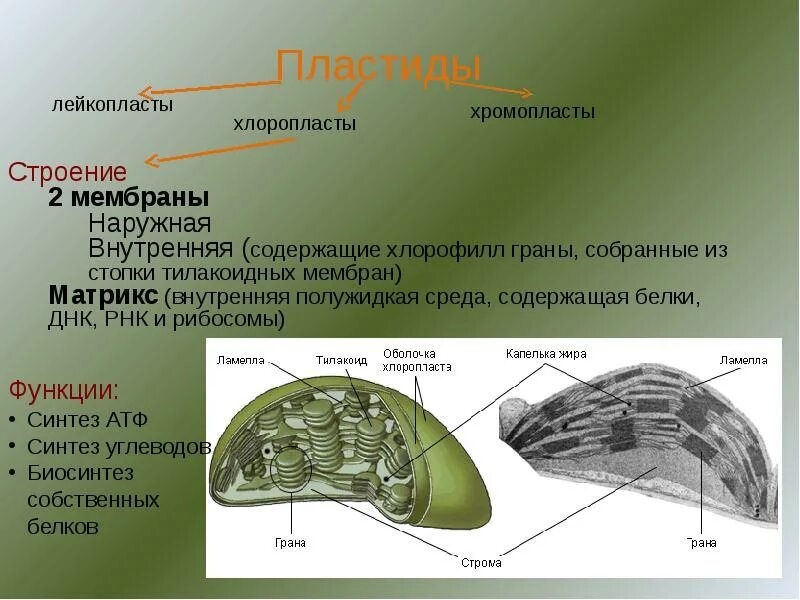 Состоит из тилакоидов гран и стромы. Хлоропласты хромопласты лейкопласты таблица. хлоропласты хромопласты лейкопласты. тилакоид граны функция. лейкопласты строение и функции.