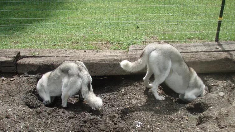 Почему собаки закапывают. Собака подкоп под забором. Роет землю.