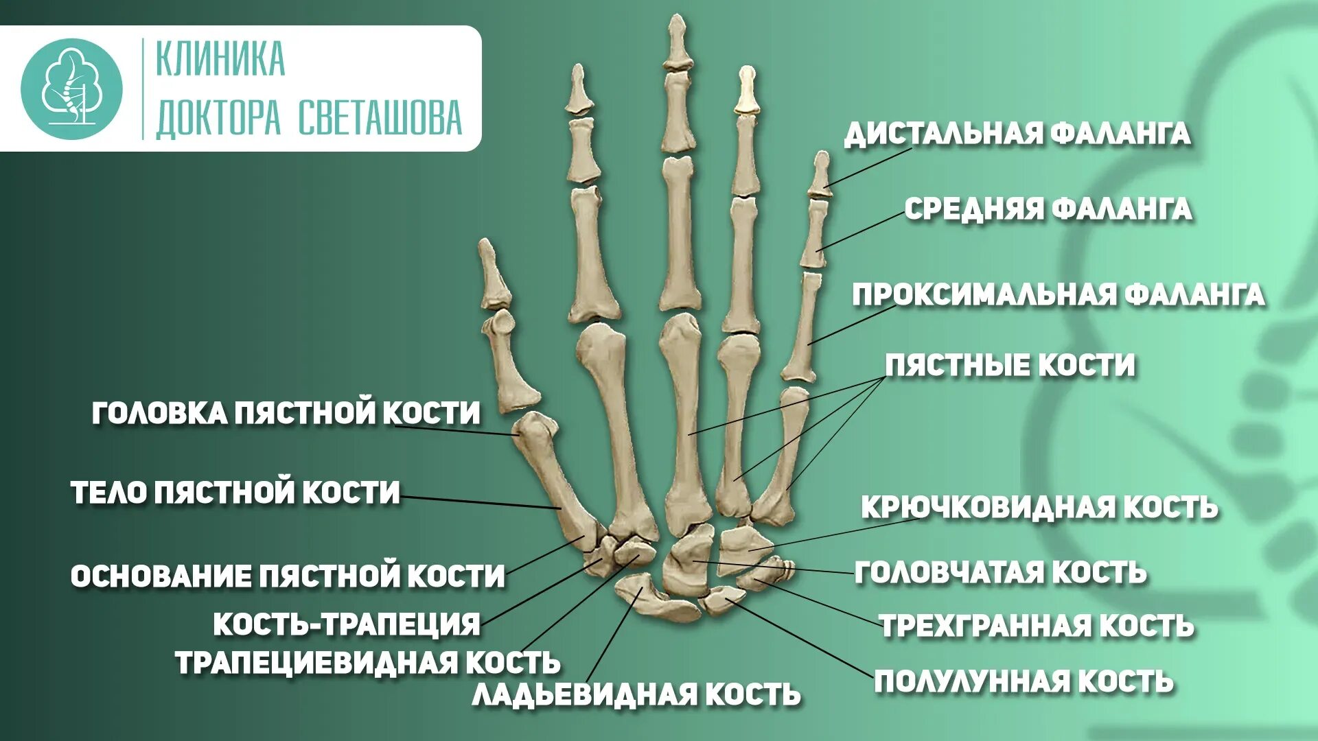 Запястье (анатомия) Радиография