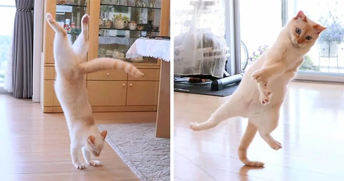 Как сделать танцующего кота