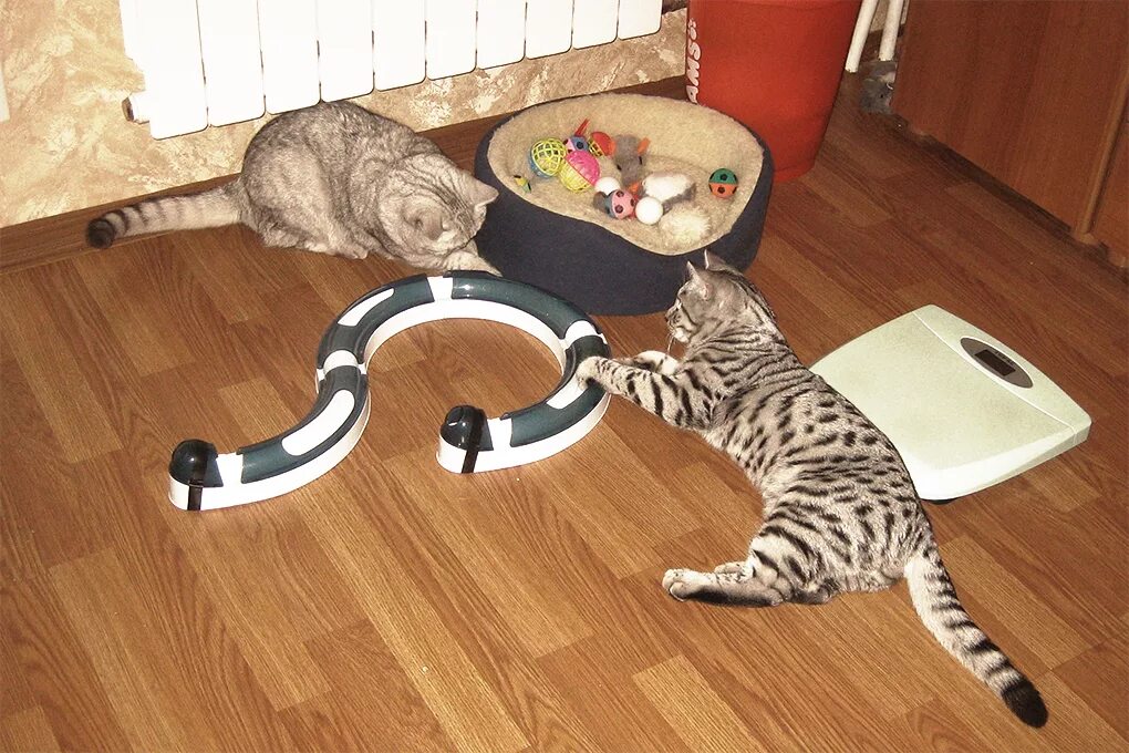 Нужна ли кошке вторая кошка. Оцените свою готовность завести кошку. Нужна ли кошке вторая кошка. Уживутся ли 2 кота в частном доме. Нужна ли кошке вторая кошка.
