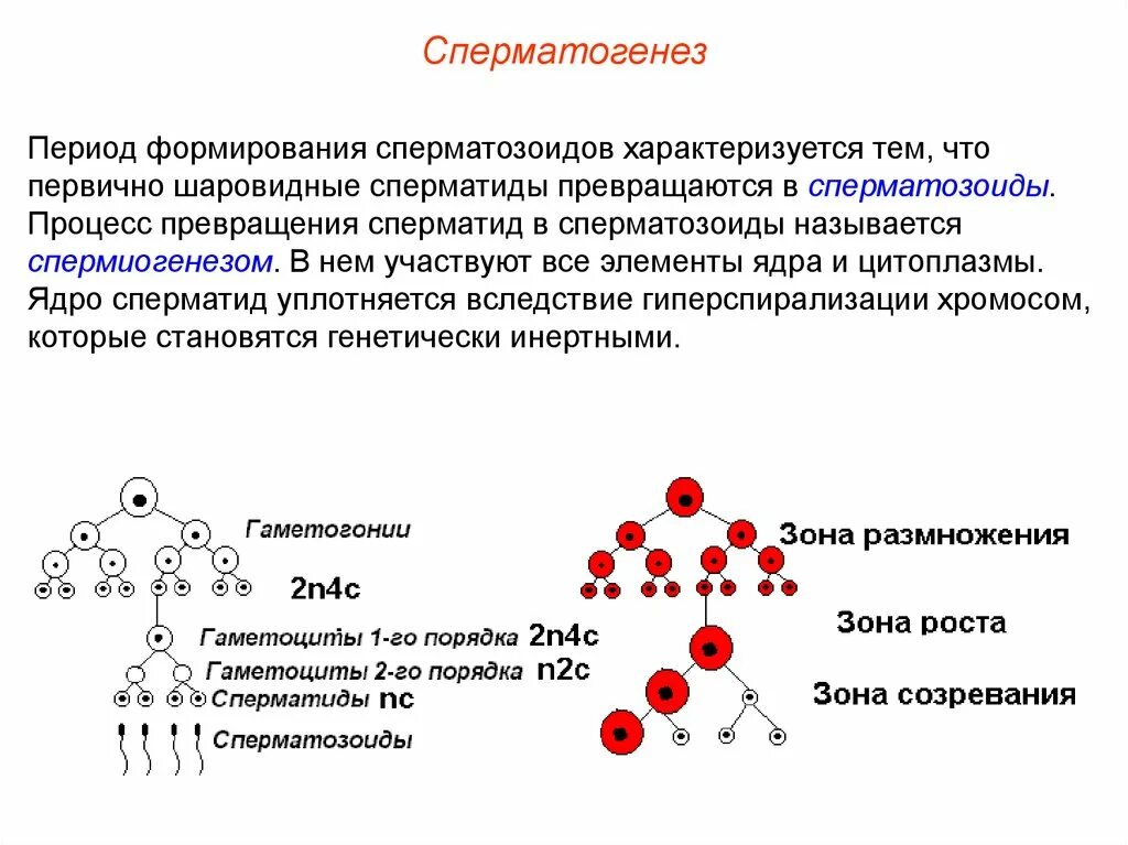 Период созревания сперматогенез. Период формирования сперматогенез. Процесс формирования сперматозоидов. Период формирования спермиогенез. Сперматогенез описание процесса