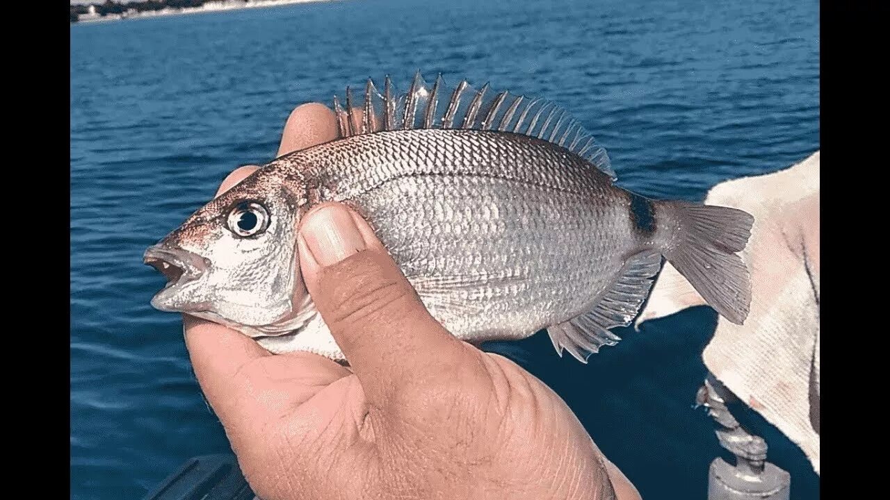 Рыбалка в евпатории. Ласкирь морской карась. Ласкирь рыба Черноморская. Ласкирь Средиземноморский. Ласкирь черное море.