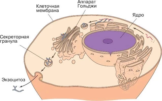 Схема строения Гольджи. Схема расположения и строения аппарата Гольджи. Местоположение клетки