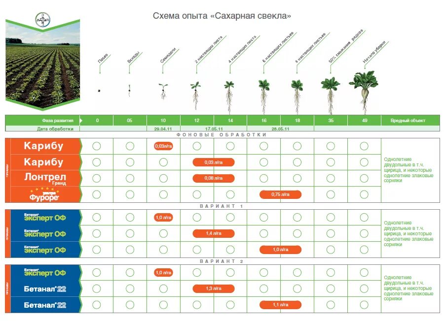 Сколько килограммов сахарной свеклы. Схема защиты сахарной свеклы Байер. Система защиты сахарной свеклы от вредителей. Фазы развития сахарной свеклы по месяцам. Схема защиты сахарной свеклы от сорняков.