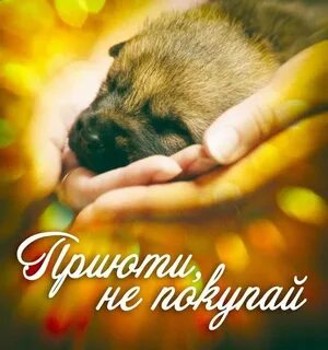 Нужно помогать бездомным животным