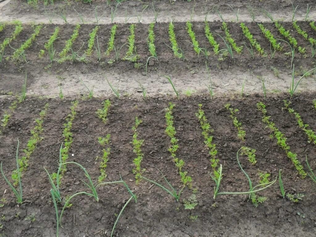 Морковь на грядке. \прореживать укроп. Прополка моркови. Прополка моркови. Проредить грядку.