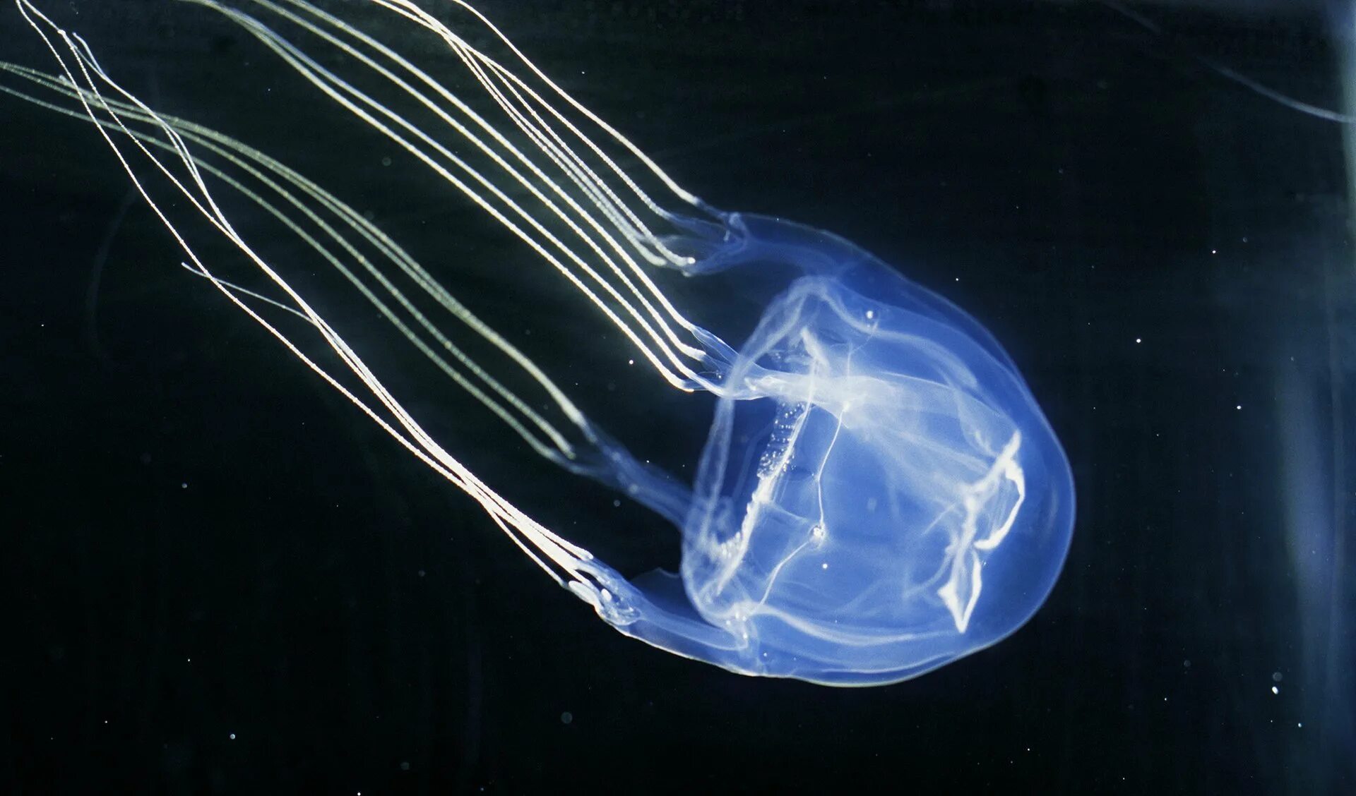 Пурпурополосая медуза. Самая большая медуза в мире цианея. Chironex fleckeri медуза. Полную медузу. Медуза корнерот.