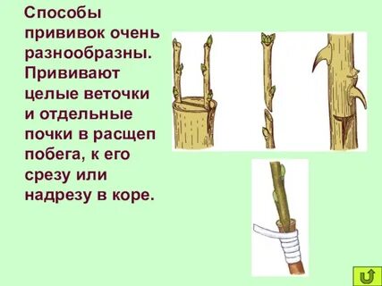 Способы прививки
