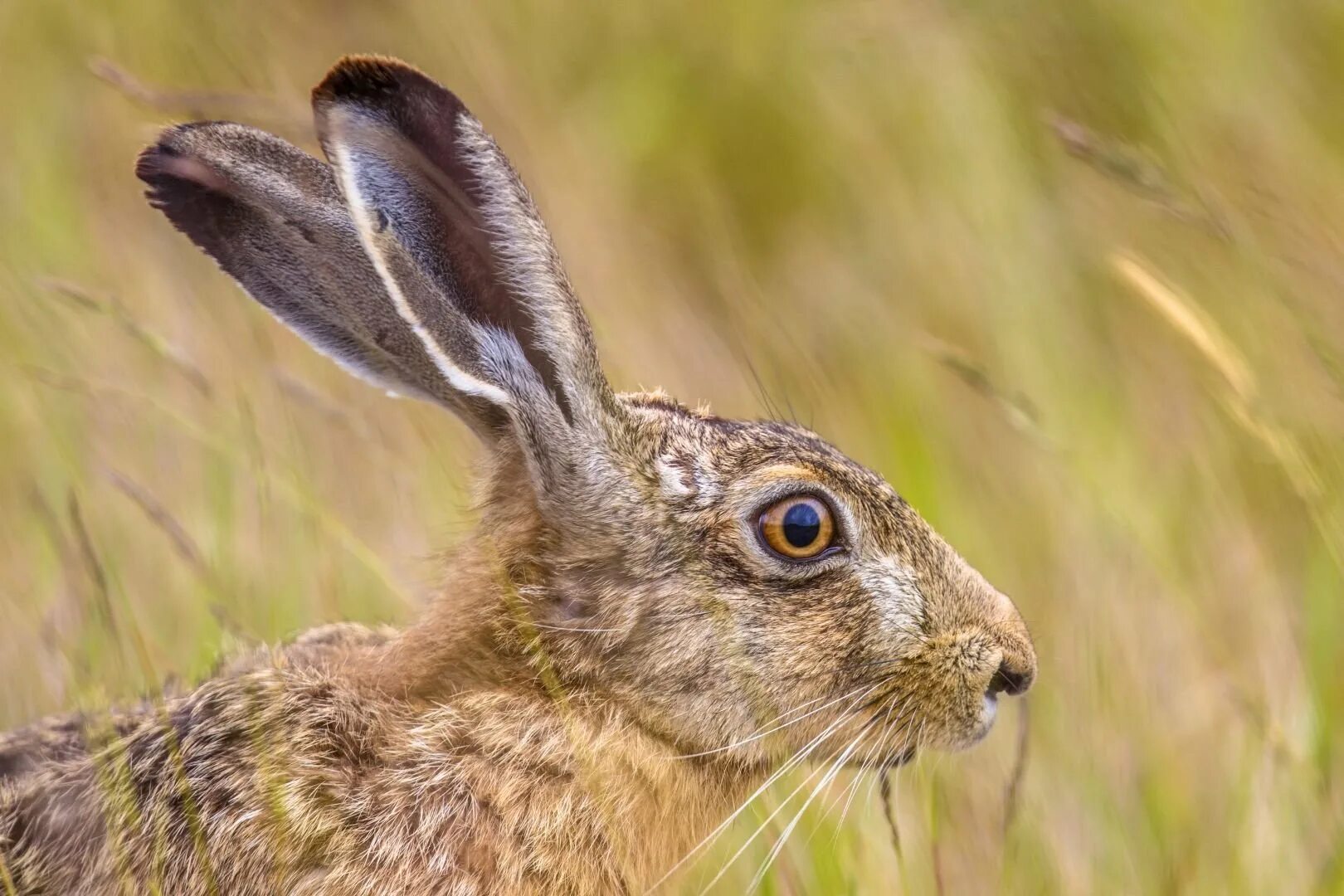 У зайца русака глаза. Заяц Русак морда. Lepus europaeus (Pallas, 1778) - заяц-Русак. Заяц в профиль.