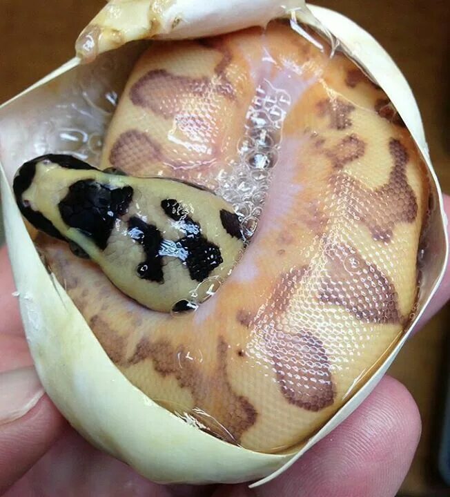 Python egg