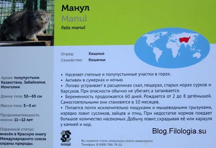 Манул ареал обитания в россии. Ареал обитания хорьков. Манул ареал. Манул ареал. Манул ареал обитания в россии карта.