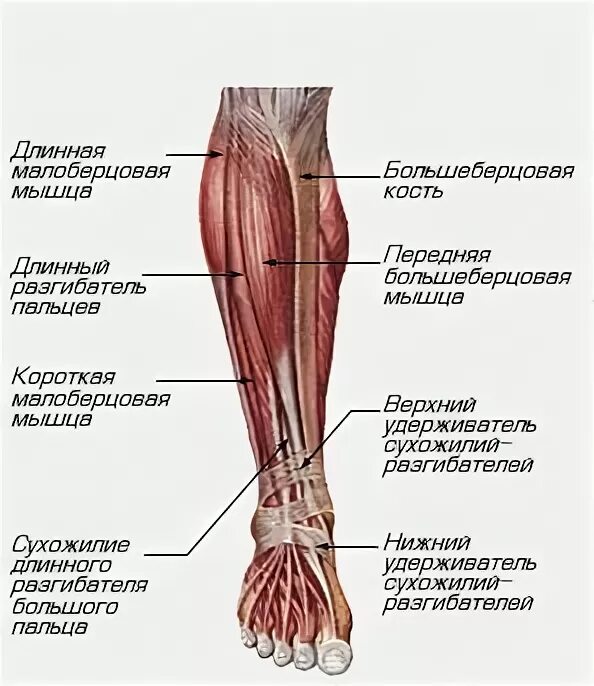 Почему болит низ ноги. Болит мышца голени сбоку. Мышцы ноги спереди ниже колена. Боль в кости нога спереди голень. Болят кости у ног спереди.