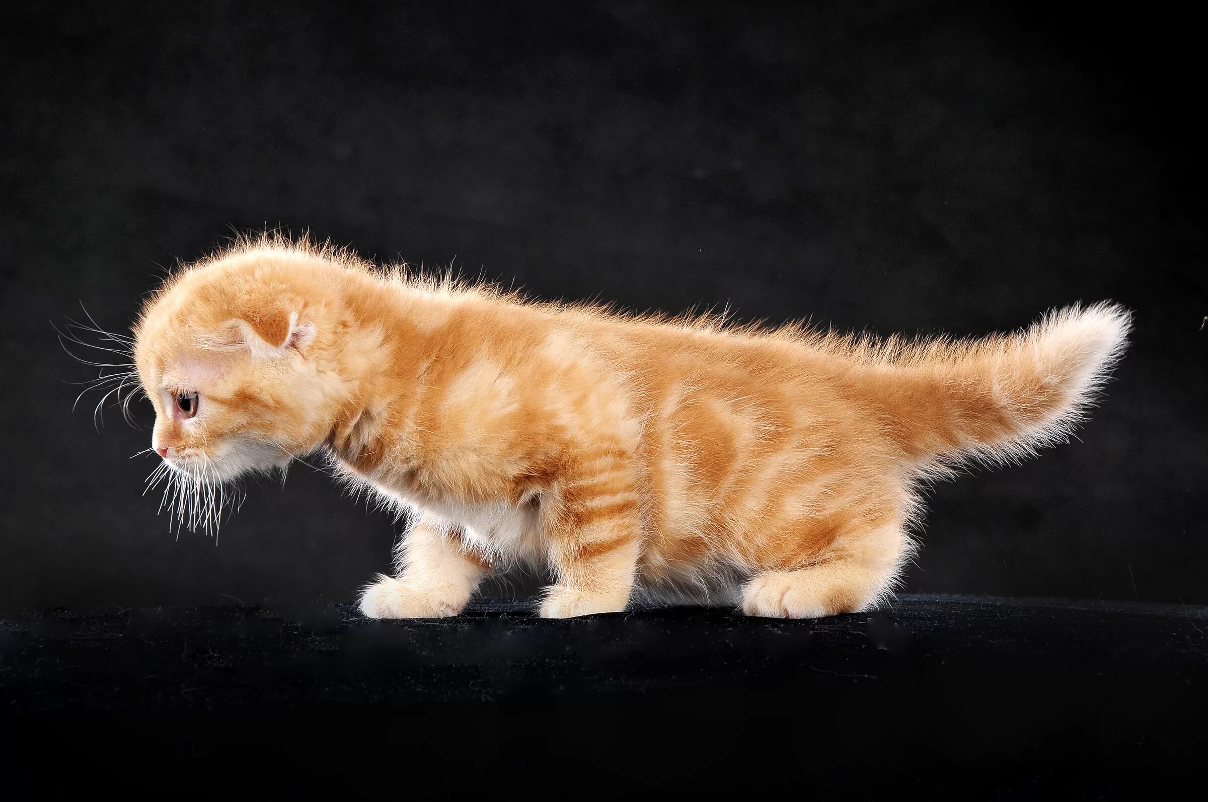 Афганская борзая бежит. Карликовый пинчер оскаленный. Дог пинчер. Фотосъемка с проводкой. Птица вода брызги.