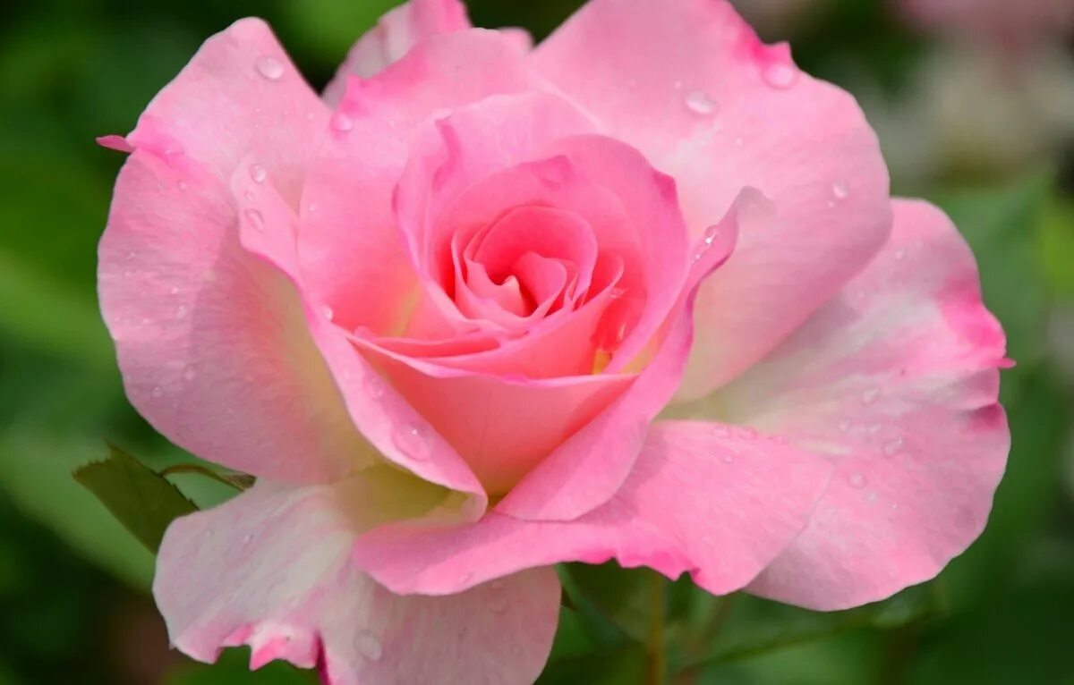 Роза Эсмеральда чайно-гибридная. Роза Лавли Пинк. Роза Эминенс. Роза Виен Роуз.