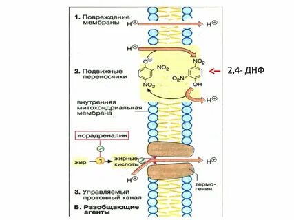 Тканевое дыхание