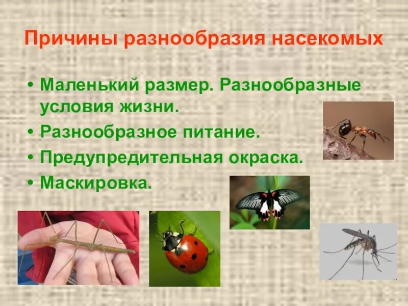 Класс насекомые многообразие. Разнообразие насекомых. Видовое разнообразие насекомых. Многообразие насекомых презентация. Презентация по разнообразия насекомых.