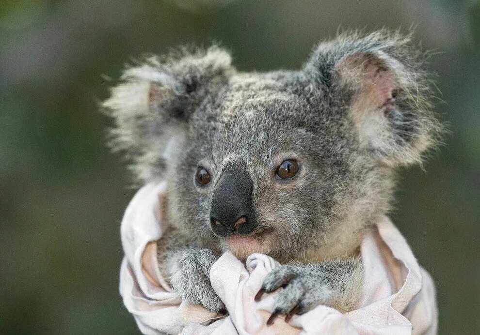 Малая коала