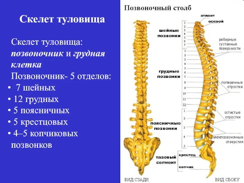 Скелет туловища видеоурок. Скелет туловища отделы позвоночника. скелет туловища позвоночный столб. осевой скелет позвоночник человека. позвоночный столб на латыни.