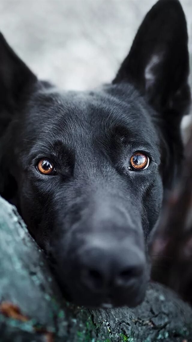 Alice has a big black dog. Черные собаки. Чёрная собака с голубыми глазами порода. Серо черная собака.