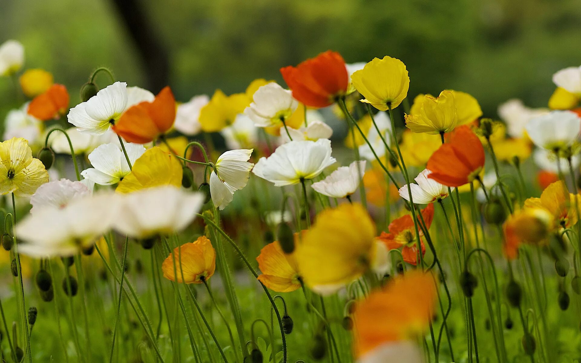 Flower nature. Полевые цветы. Лето цветы. Красивые летние цветы. Летние полевые цветы.