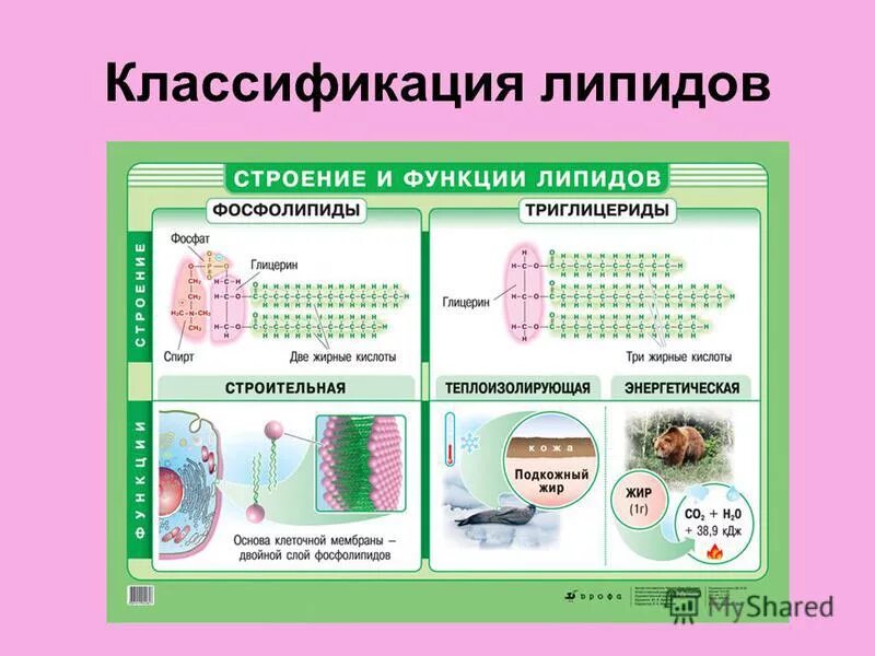 Строение клетки жиров биология. Структура строения липидов. Фосфолипиды жирные кислоты. Триглицериды фосфолипиды. Схема синтеза триацилглицеридов.