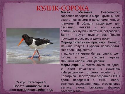 Красная книга список птиц