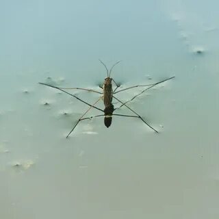 Водомерки кусаются