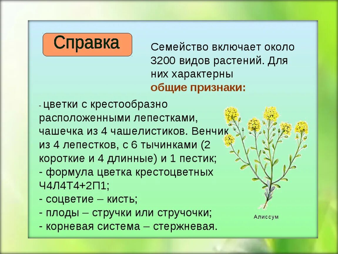 Двудольные растения крестоцветные. Царство крестоцветных растений. Семейства двудольных растений крестоцветные. Крестоцветные капуста соцветие.