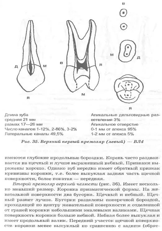 Моляр верхней челюсти анатомия. Малый коренной зуб 1 нижняя челюсть. Второй нижний премоляр корни. 1 премоляр верхней челюсти. Длина малого зуба.