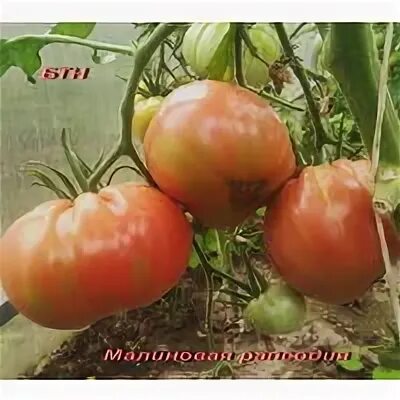 томат рапсодия-нк f1. сорт томатов малиновая рапсодия. помидоры малиновая рапсодия. томат малиновая рапсодия. сорт помидор рапсодия.