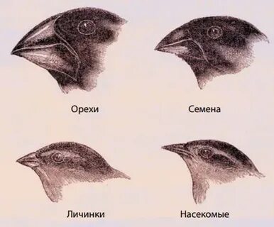 Разные формы клюва у вьюрков