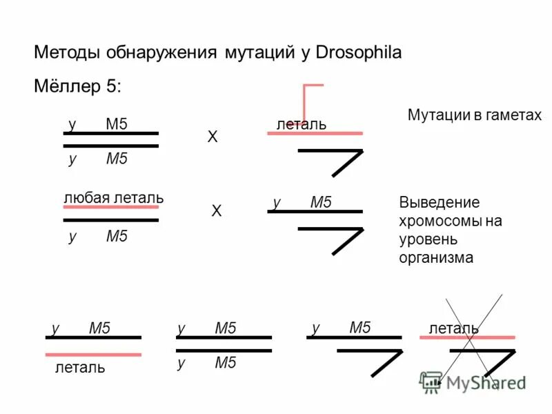 Методы обнаружения мутаций. Метод выявления геномных мутаций. Методы обнаружения мутаций. Методы детекции мутаций. Методы обнаружения мутаций.