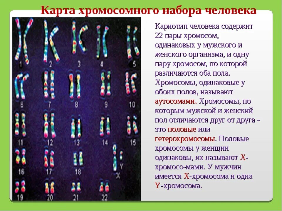 Как называется набор хромосом. Кариотип человека набор хромосом. кариотип человека набор хромосом мужчины. хромосомная карта кариотип. наборихромосом человека.