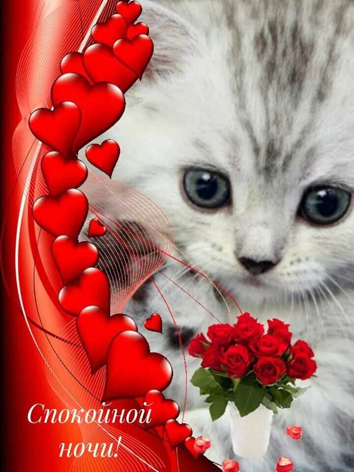 Цветы любимому котенку. Розы и котенок. Красивые котята в цветах. Красивые открытки с котиками. Сладких снов с цветами.