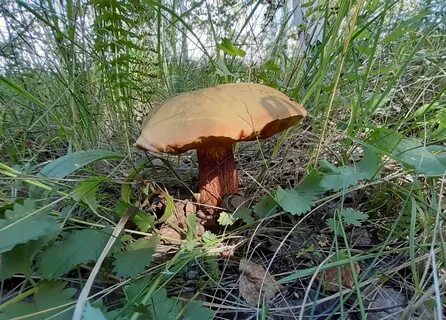 Гладыш подберезовик сыроежка моховик дубовик обыкновенный валуй