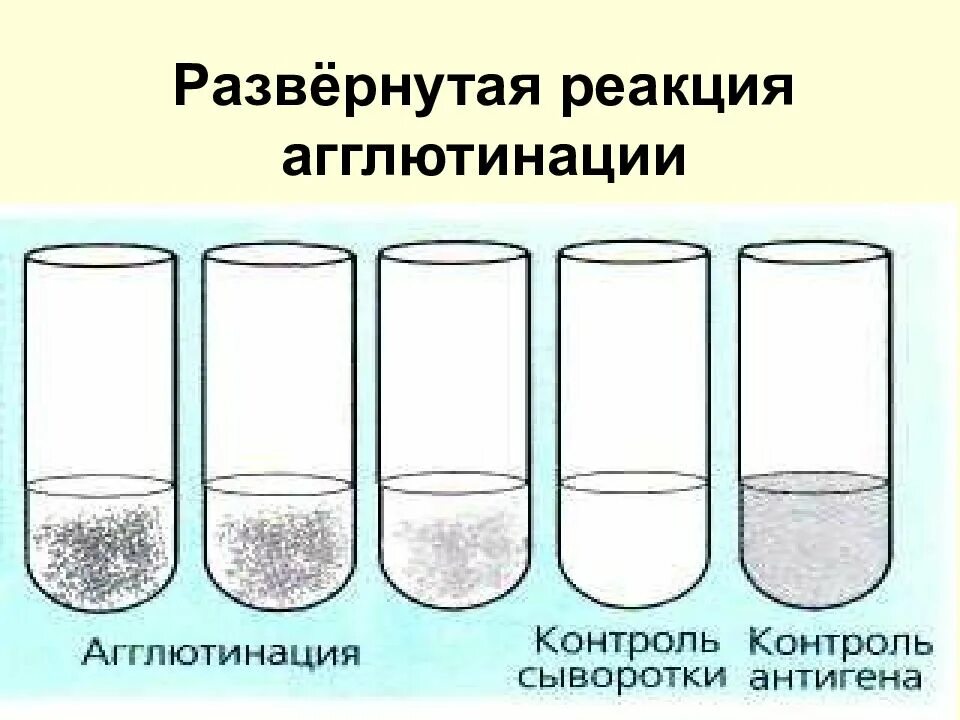 Реакция агглютинации антиген