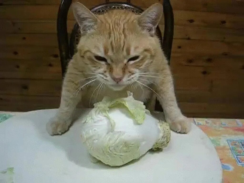 Качан кот. Кот ест капусту. кот ест капусту гиф. кот жрёт капусту. котик в капусте.
