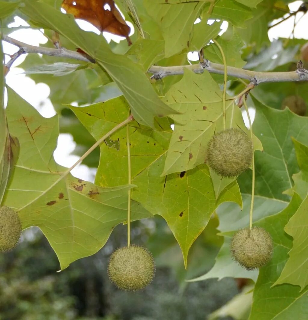 Что такое чинара. Платан Чинар дерево. Платан Западный Platanus occidentalis. Платан Восточный (Чинар). Платан Чинара плод.