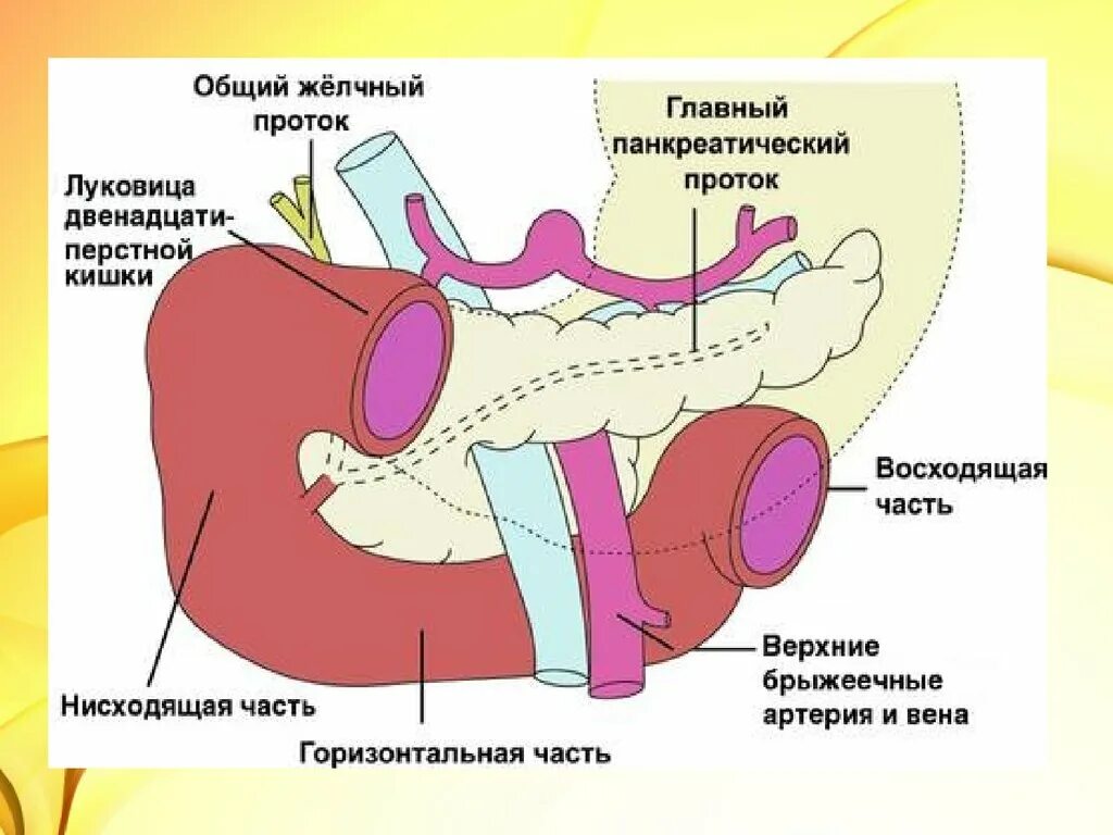 Отделы луковицы 12 перстной кишки. Строение 12 перстной кишки анатомия. Отделы 12 перстной кишки анатомия. Анатомия желудка луковица ДПК. 12 п кишка