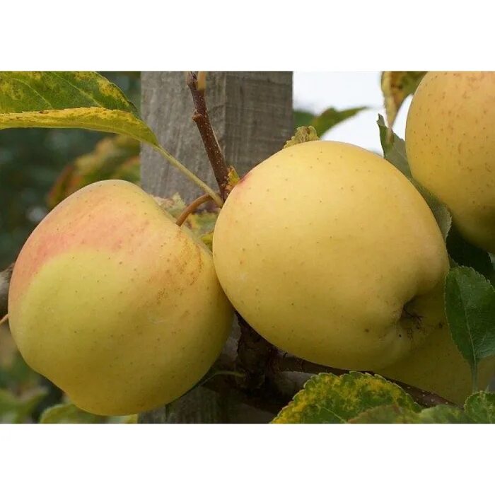 Саженцы яблони голден делишес. Сорт яблок джонатан. Яблоня бельфлер башкирский. Сорт яблок лобо. Саженцы яблоня лобо.