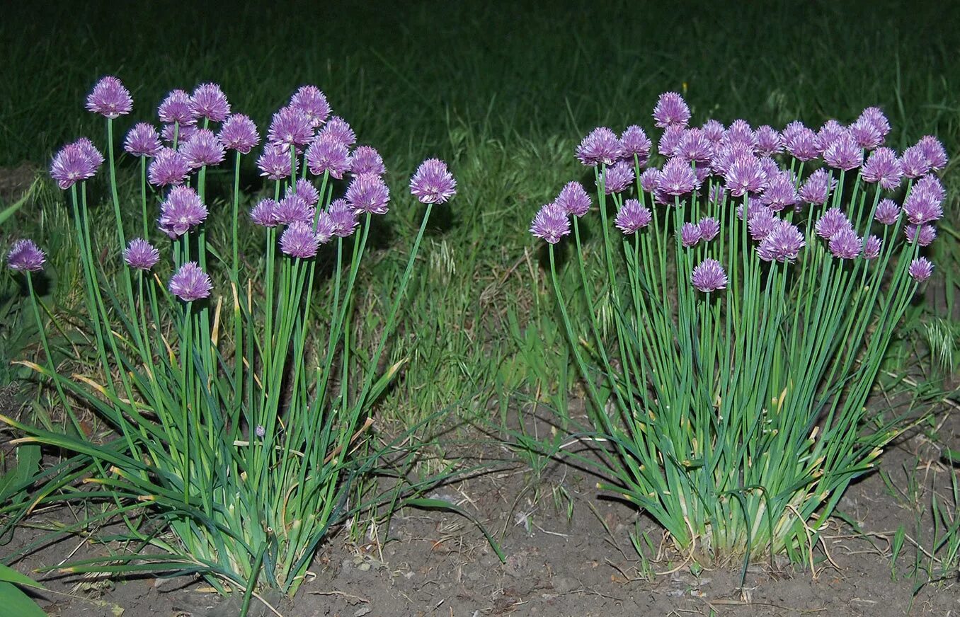 Аллиум шнитт. Лук шнитт (лук скорода). Аллиум шнитт лук. Лук шнитт (Allium schoenoprasum).