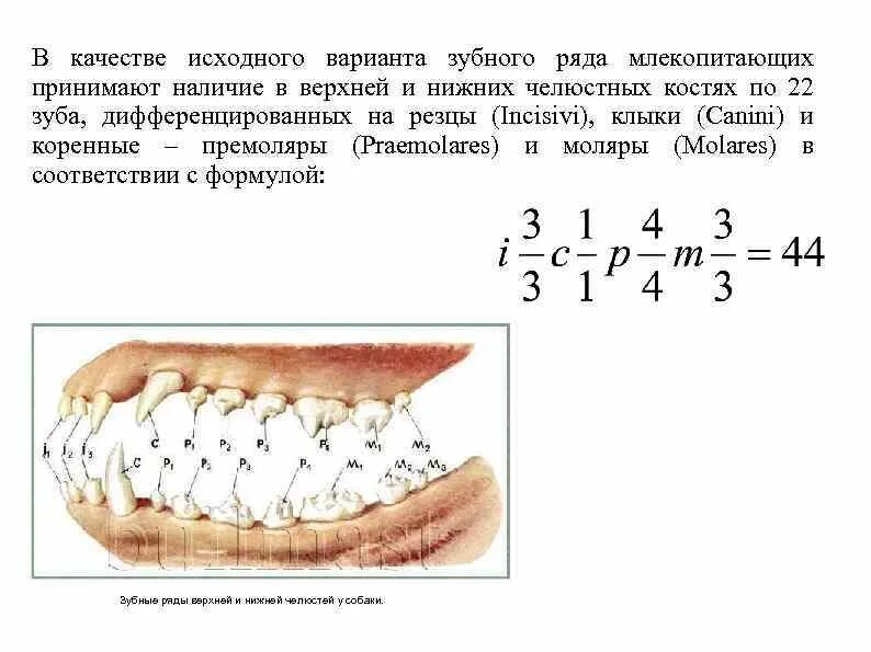 Зубные формулы животных. Зубные формулы отрядов млекопитающих. Формула зубов отрядов млекопитающих. Зубные формулы разных отрядов млекопитающих. Зубная формула сумчатых млекопитающих.