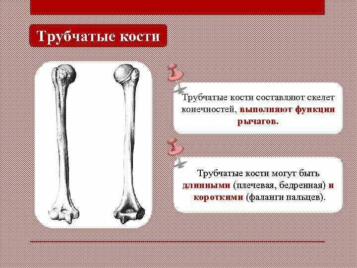 Трубчатые кости функции. Функции трубчатых костей. Трубчатые кости скелета. Трубчатые кости нижних конечностей.