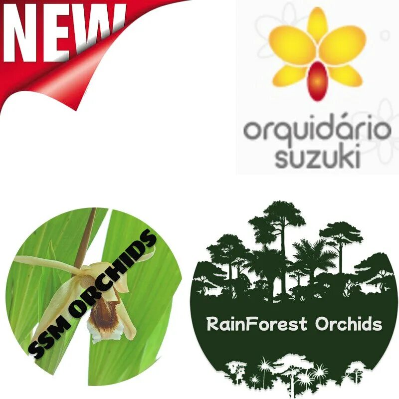 импортфлора