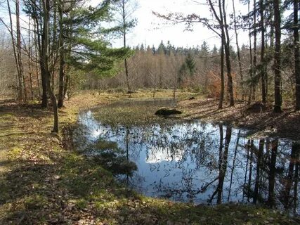 Лесное земельное водное