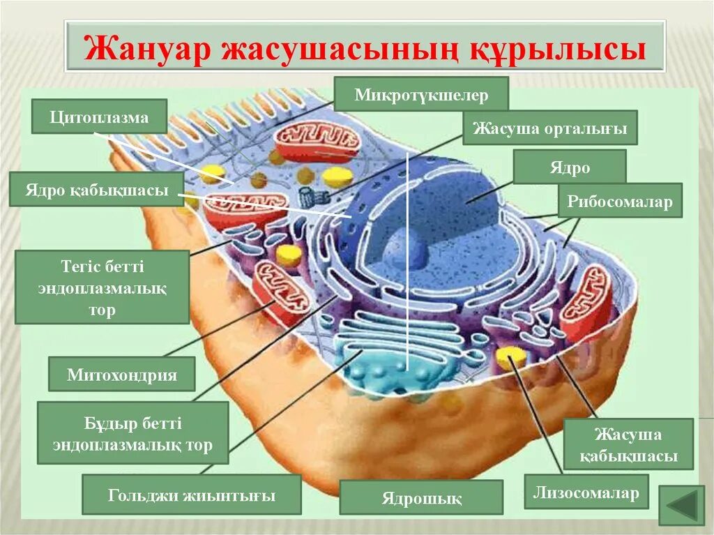 Жасуша. Жасуша биология. Органоидтар. Пищеварительный органоид клетки