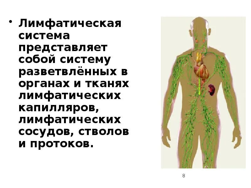 Человек это система представляющая собой. Что представляет собой лимфатическая система. Функции лимфатической системы. Органы лимфатической системы человека. Лимфатическая и иммунная система.